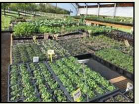 Veggie Flats in the Greenhouse