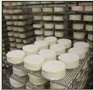 Cheese Aging