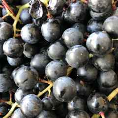 Grapes Ready for Fermentation