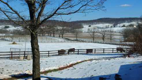 Outside My Kitchen Window