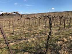 Pruned Vines Ready to Go