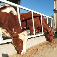 Cows Having a Snack