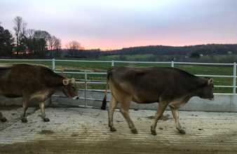 After the Morning Milking