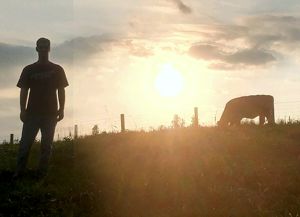 Sunset with the Cows