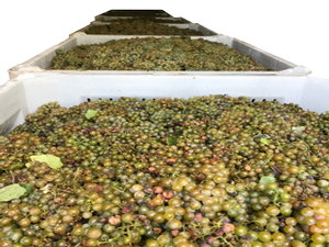 Bins of Grapes Ready for Pressing