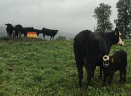 Rainy Day in the Fields