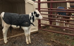 Baby Cows