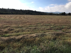 Waves of Grass