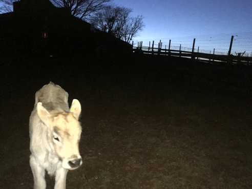 Curious Calf at Dusk