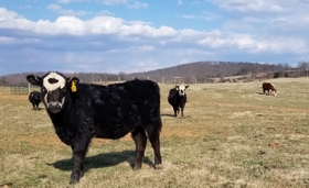 Steers in the Field