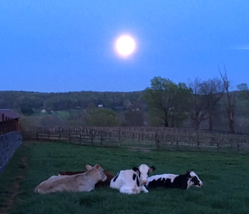 Sleepy Cows Under a Rising Moon