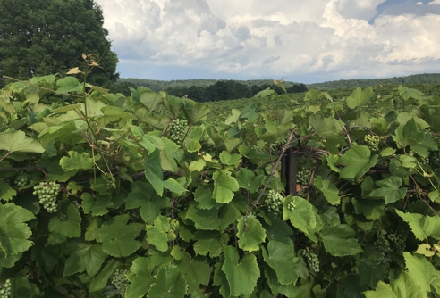 Beautiful Vines with Grapes