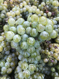 Albariño Cluster