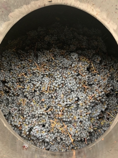 Carbonic Maceration of Norton