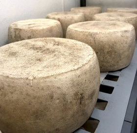 Manchego-style Cheese is Ready!