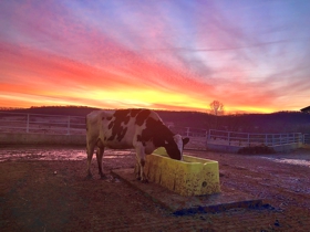 Cow with Breathtaking Sky