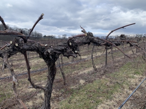 Pruned Norton Vine