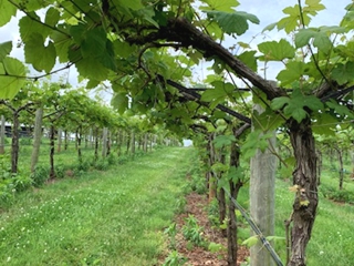 Row of Growing Vines