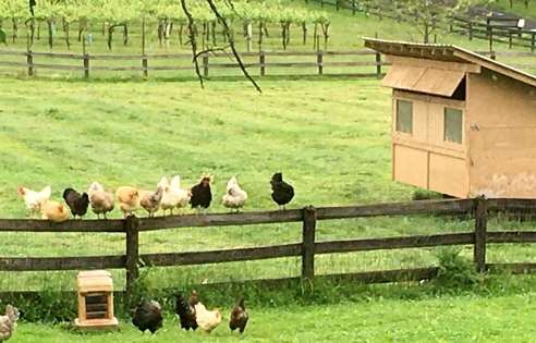 View from My Kitchen Window