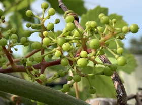 Baby Grapes