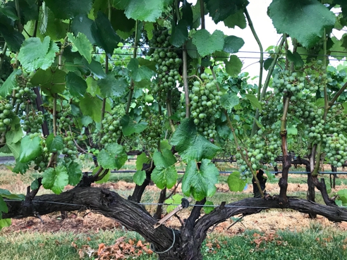 Albariño Vine