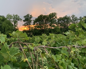 Ripening Grapes