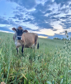 Brown Swiss Cow