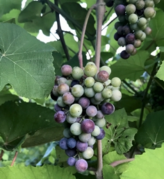 Veraison - Change of Color