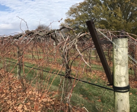 Vines in Late November