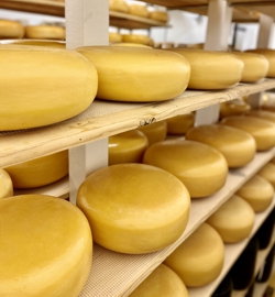 Nottingham Gouda Aging to Perfection