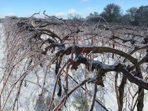 Vines Laden with Ice