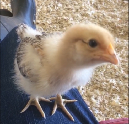 Baby Chicken Friend