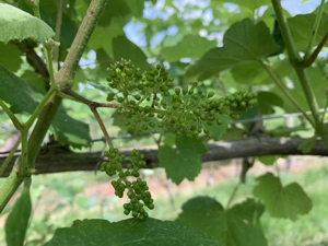 Vine Flowers