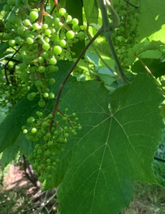 Baby Grapes