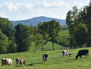 Grazing in the Sun