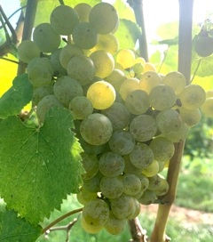 Grapes for Albariño Verde