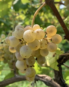 Beautiful Grape Cluster