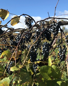 Norton... our last grapes to pick