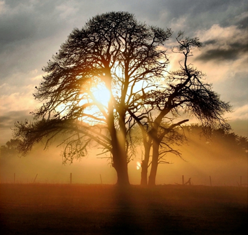 Sunrise Behind Tree