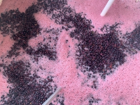 Fermenting Wine in Lugar