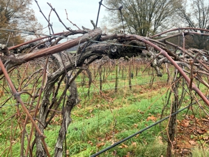 Dormant Grapevine