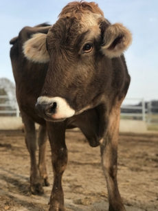 Brown Swiss Cow