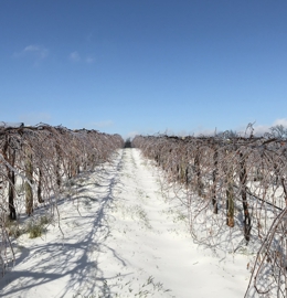 Snowy in the Vineyard