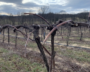 Pruned Norton Grapevine