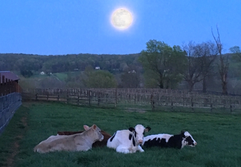 Spring Calves Ready for Bed