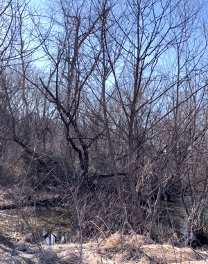 Spring Peepers Video