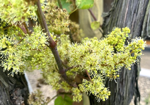 Norton Grapevine Flowers