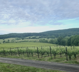 Vineyard and Bull Run Mountains