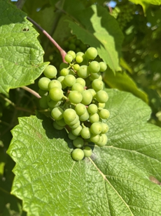 Baby Grapes