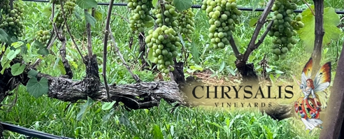 Albariño Ripening